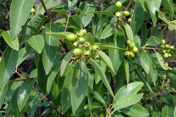 サンダルウッド