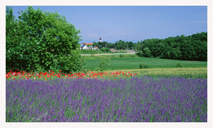 富良野のラベンダー畑