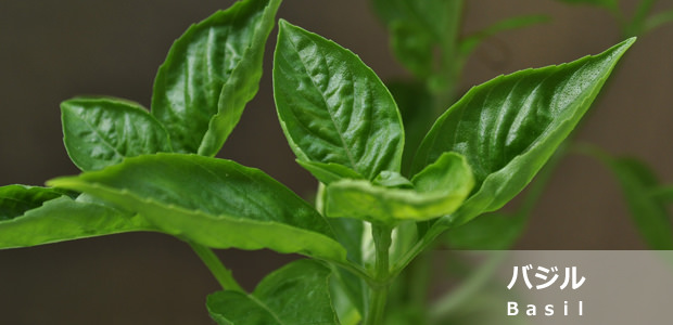 バジル