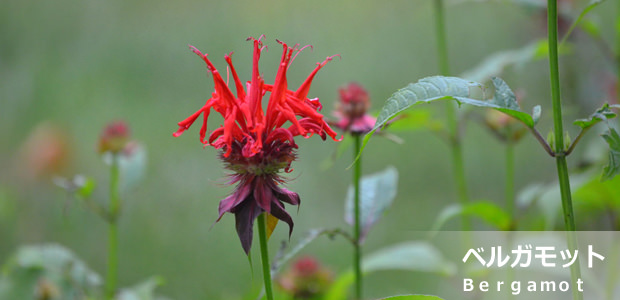 ベルガモット