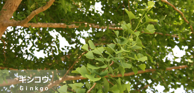 ギンコウ