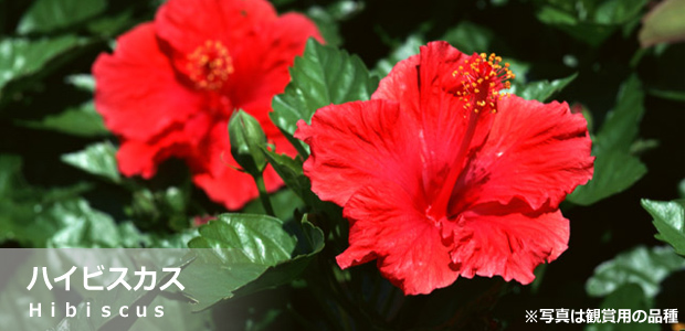 ハイビスカス