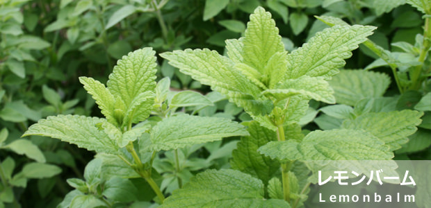 レモンバーム