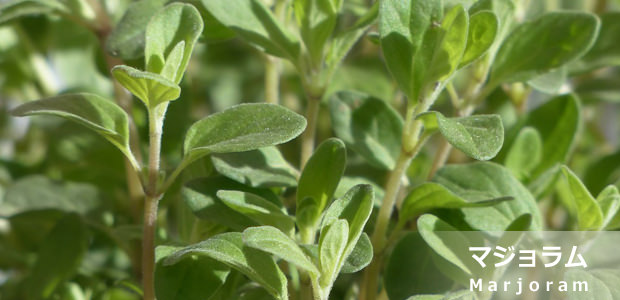 マジョラム
