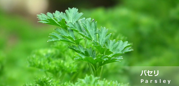 パセリ