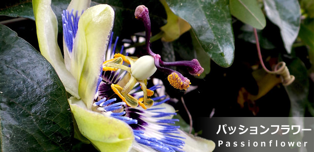 パッションフラワー