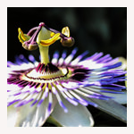 パッションフラワー