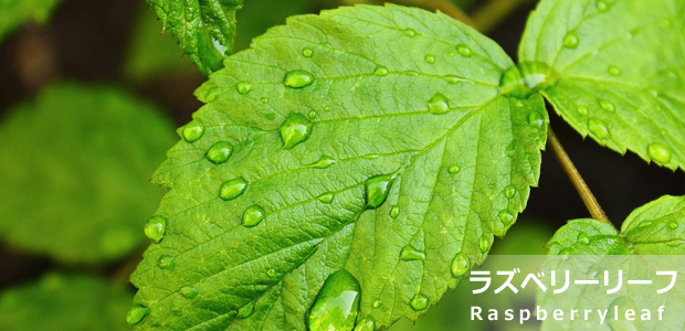 ラズベリーリーフ