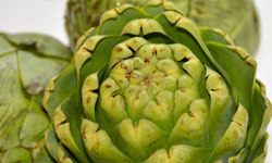 アーティチョーク