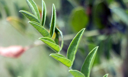 リコリス（甘草）